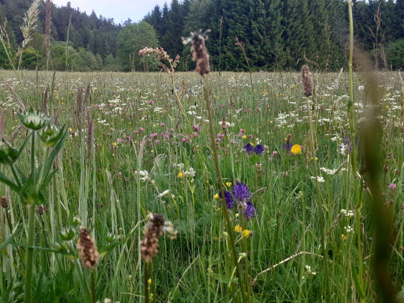 Camping Les Trexons Flora